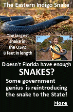 During late April and early May, wildlife teams released 42 juvenile eastern indigo snakes into carefully selected conservation sites. Half of the snakes were introduced at the Apalachicola Bluffs and Ravines Reserve in Florida's Panhandle, while the remaining snakes were released in Alabama's Apalachicola National Forest. Evidently, the Burmese Pythons haven't been eradicating enough of Florida's animal population to suit these folks.
